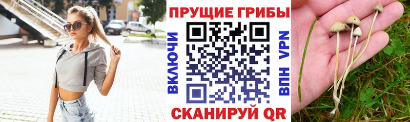 Псилоцибиновые грибы Cubensis  Купить где  Углегорск 